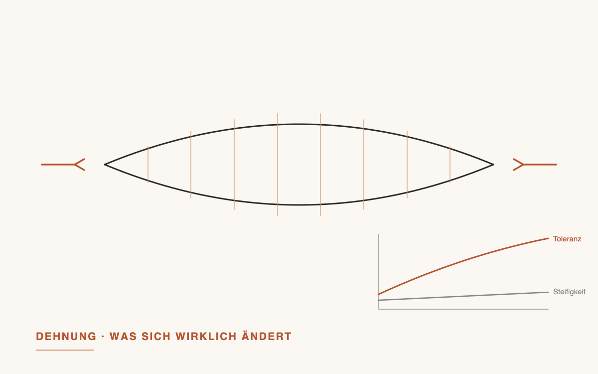 Illustration eines Muskels unter Zug mit Kurve zu Dehnungstoleranz