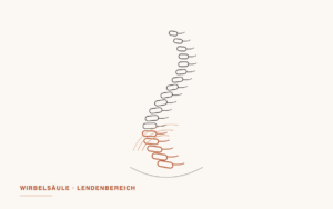 Illustration der Wirbelsäule mit hervorgehobenem Lendenbereich