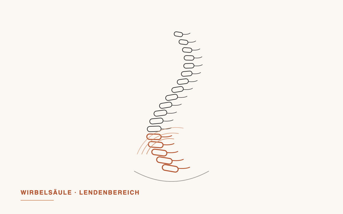 Illustration der Wirbelsäule mit hervorgehobenem Lendenbereich